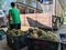 Workers put the black basket full of durian fruits at the back of the lorry.