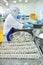 Workers are rearranging peeled shrimp onto a tray to put into the frozen machine in a seafood factory in the mekong delta of