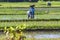 Workers at Rice Field