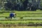 Workers at Rice Field