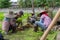 Workers on a rice field prepare young rice plants for sawing