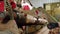 Workers sort potatoes on conveyor. Manual sorting of potatoes from stones and dirt in workshop for primary sorting of