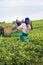 Workers at a tea plantation