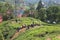 Workers on tea plantations in Puncak, Indonesia