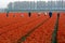 Workers in a tulip field