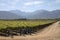 Workers tying vines Botrivier region South Africa