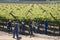 Workers tying vines Botrivier region South Africa