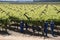 Workers tying vines Botrivier region South Africa