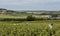 Workers in the Vineyard in Champagne