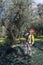 Workers who harvest olive from the columns with hydraulic rakes