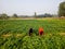 workers work on the field, harvesting, manual labor, farming, agriculture, labor migrants, Family farmers.