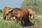 Workhorse. Grazing in the pasture. Meadow