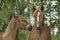 Workhorse. Grazing in the pasture. Meadow