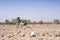 Working African Young Woman Transporting Natural Water as a drought symbol