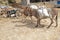 Working Animal used as draught or pack animals in underdeveloped areas, Donkeys Ass, Mule, Jack carrying sacks in construction