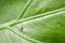 Working ant on a leaf