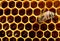 Working bee on a honeycomb cell. The concept of beekeeping.