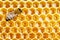 Working bee on honeycomb cells