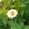 Working bee pollinating giant white Zinnia elegans flower at flower garden in Texas, America