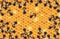 Working Bees crawling on a Honeycomb