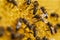 Working bees on honeycomb, closeup. Colony of bees in apiary. Beekeeping in countryside. Macro shot with in a hive in a honeycomb