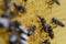 Working bees on honeycomb, closeup. Colony of bees in apiary. Beekeeping in countryside. Macro shot with in a hive in a honeycomb