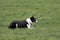 Working Border Collie