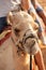 Working camel used for tourist rides at a Desert Safari camp in the red dune desert near Dubai