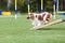 Working Cavalier King Charles Spaniel running agility