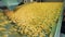 Working conveyor moves potato crisps at a food factory.