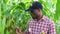 Working in a Corn Field, black farmer works in a corn field