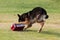 Working dog sniffing out drugs or explosives