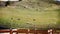 Working Dogs Herding Sheep In New Zealand