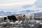 Working dogs on ranch in mountains