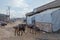 Working donkey, Afar triangle region, Ethiopia