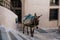 A working donkey resting, waiting to be loaded in Pyrgos village, Santorini, Greece. Wearing traditional ornaments.