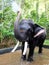 Working Elephant having a bath, Kerala, India