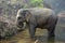 Working elephant, Myanmar