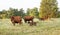 Working farm dog with cattle