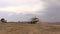 Working farm harvesting combine in field wheat