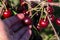 Working in the garden. The farmer pick fresh cherries