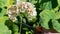 Working garden shears cut a branch of a fading bunch of hydrangea with withering white and brown flowers.