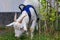 Working goat in harness grazing on grass