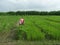 WORKING IN GREEN MANURE  Agriculture Paddy field trail SRI rICE IN DIFFRENT PLOTS in India on multilocation by Researchg scholar