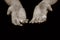 Working hand. Dirty male hands, stained with soot and bandaged with wounds, turned palms up. Black isolated background