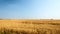 Working harvesting combine in the field of wheat