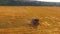 Working Harvesting Combine In The Field Of Wheat