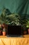 Working at home garden, laptop surrounded with green leafy potted plants