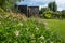 Working from home in London. Rockery in the foreground. Garden studio office room with black and cedar cladding behind.