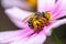 Working honeybee harvesting pollen